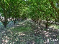 Eladó mezogazdasagi ingatlan, Békéscsabán 30 M Ft
