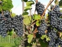 Eladó telek, Alsópáhokon 10.5 M Ft / költözzbe.hu