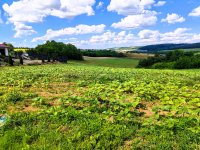 Eladó telek, Bonyhádon 9.99 M Ft / költözzbe.hu