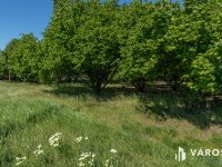 Eladó mezogazdasagi ingatlan, Békéscsabán 30 M Ft