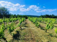 Eladó telek, Csopakon 8.3 M Ft / költözzbe.hu