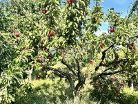 Eladó telek, Szombathelyen 16.3 M Ft / költözzbe.hu
