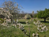 Eladó mezogazdasagi ingatlan, Zalahalápon 14.5 M Ft