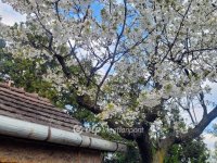 Eladó telek, XXII. kerületben 26.5 M Ft / költözzbe.hu