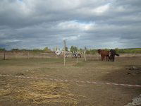 Eladó mezogazdasagi ingatlan, Nagytarcsán 99 M Ft, 1 szobás