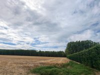 Eladó mezogazdasagi ingatlan, Ceglédbercelen 5.9 M Ft
