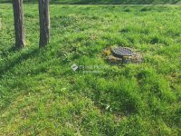 Eladó telek, Magyaralmáson 12 M Ft / költözzbe.hu