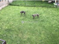 Eladó ikerház, Szentendrén 149 M Ft, 5 szobás