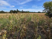Eladó mezogazdasagi ingatlan, Polgárdin 4.5 M Ft