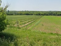 Eladó mezogazdasagi ingatlan, Balatonbogláron 10 M Ft