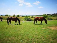 Eladó mezogazdasagi ingatlan, Fóton 198 M Ft