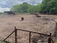Eladó mezogazdasagi ingatlan, Szentkirályon 150 M Ft, 3 szobás