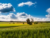 Eladó mezogazdasagi ingatlan, Medgyesbodzáson 95 M Ft