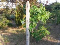 Eladó telek, Veresegyházon 75 M Ft / költözzbe.hu