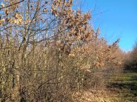 Eladó mezogazdasagi ingatlan, Tiszaszigeten 6.2 M Ft