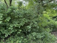 Eladó mezogazdasagi ingatlan, Balatongyörökön 20 M Ft