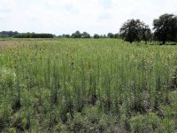 Eladó telek, Zsombón 1 M Ft / költözzbe.hu