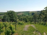 Eladó mezogazdasagi ingatlan, Mohácson 10.62 M Ft