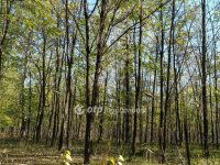 Eladó mezogazdasagi ingatlan, Zsanán 16.99 M Ft