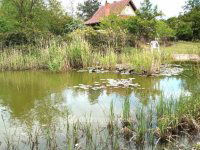 Eladó családi ház, Kiskunfélegyházán 19 M Ft, 1 szobás