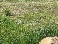 Eladó telek, II. kerületben 335 M Ft / költözzbe.hu