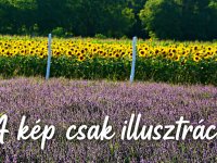 Eladó mezogazdasagi ingatlan, Ráckevén 5 M Ft