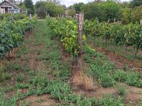 Eladó mezogazdasagi ingatlan, Balatonlelleén 3.99 M Ft
