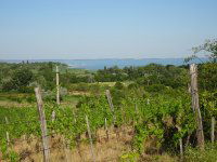 Eladó mezogazdasagi ingatlan