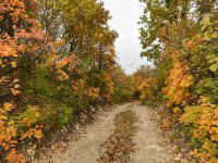 Eladó telek, Pécselyen 24.99 M Ft / költözzbe.hu