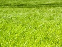 Eladó mezogazdasagi ingatlan, Balatonlelleén 45 M Ft