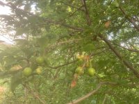 Eladó mezogazdasagi ingatlan, Balatonendréden 7 M Ft