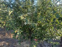 Eladó családi ház, Bugyin 82 M Ft, 5 szobás