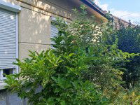 Eladó családi ház, XVII. kerületben 62.5 M Ft, 2 szobás