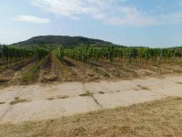 Eladó mezogazdasagi ingatlan, Mindszentkállán 39.9 M Ft