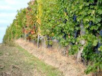 Eladó mezogazdasagi ingatlan