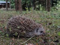 Eladó családi ház, Berkenyén 89.9 M Ft, 2 szobás