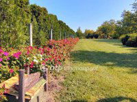 Eladó telek, Töltéstaván 38 M Ft / költözzbe.hu