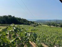 Eladó telek, Balatonszőlősön 49.99 M Ft / költözzbe.hu