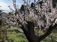 Eladó családi ház, Százhalombattán 74.9 M Ft, 3 szobás