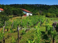 Eladó mezogazdasagi ingatlan, Magyarpolányban 15.5 M Ft