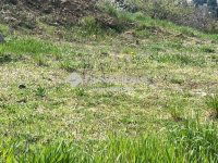 Eladó telek, II. kerületben 335 M Ft / költözzbe.hu