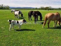 Eladó mezogazdasagi ingatlan, Egerágon 159 M Ft, 5 szobás