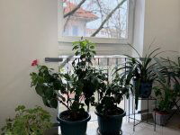 Eladó téglalakás, X. kerületben 67 M Ft, 2 szobás