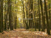 Eladó mezogazdasagi ingatlan, Újlengyelen 25 M Ft