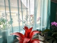 Eladó családi ház, XIX. kerületben 85 M Ft, 4 szobás