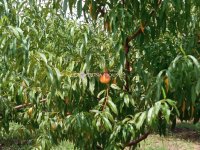 Eladó telek, Biatorbágyon 23.5 M Ft / költözzbe.hu