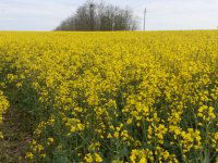 Eladó telek, Pápakovácsin 24.9 M Ft / költözzbe.hu