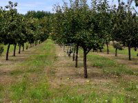 Eladó mezogazdasagi ingatlan