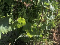 Eladó mezogazdasagi ingatlan