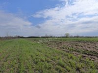 Eladó mezogazdasagi ingatlan, Szatymazon 3.2 M Ft
